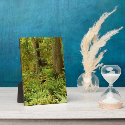 Plaque Photo Forêt luxuriante et fougères | Ecola State Park, O (Côté)