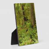 Plaque Photo Forêt luxuriante et fougères | Ecola State Park, O (Côté)