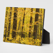 Plaque Photo Forêt nationale de Fall Pisgah (Côté)