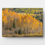 Plaque Photo Forêt nationale de Gunnison (Devant)