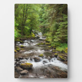 Plaque Photo Forêt nationale de Siuslaw | Sweet Creek (Devant)