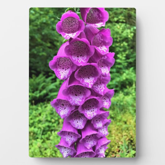 Plaque Photo Foxglove Flowers, Oregon (Devant)