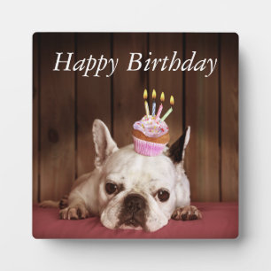 Plaque Photo French Bulldog With Birthday Cupcake