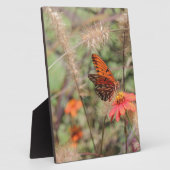 Plaque Photo Fritillaire du Golfe sur Zinnia (Côté)