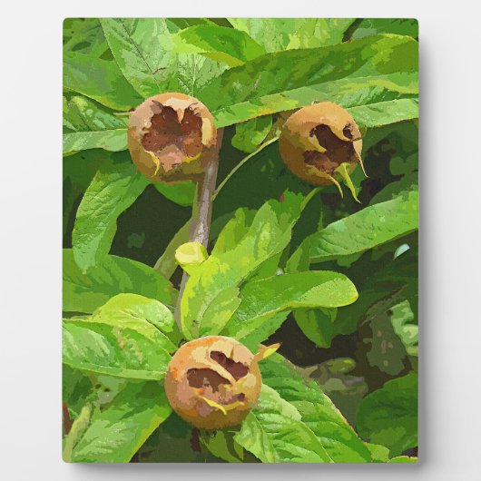 PLAQUE PHOTO FRUIT MODLAIRE (Devant)