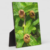 PLAQUE PHOTO FRUIT MODLAIRE (Côté)