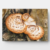 PLAQUE PHOTO FUNGI (Devant)