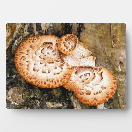 PLAQUE PHOTO FUNGI (Devant)