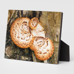 PLAQUE PHOTO FUNGI