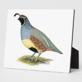 Plaque Photo Gambel's Desert Quail (Côté)