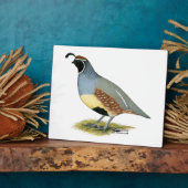 Plaque Photo Gambel's Desert Quail (Côté)