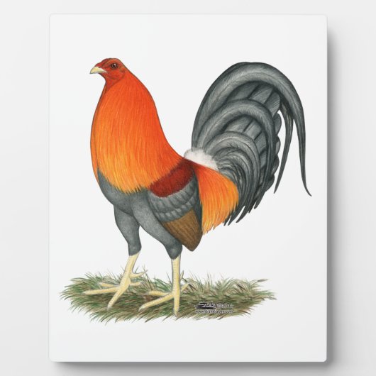 Plaque Photo Gamecock Blue Red Roster (Devant)