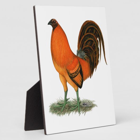 Plaque Photo Gamecock Ginger (Côté)