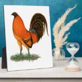 Plaque Photo Gamecock Ginger (Côté)