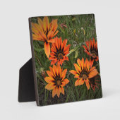 Plaque photo Gazanias orange et noir avec Easel (Recto)