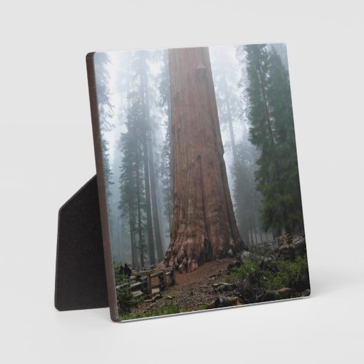 Plaque Photo Général Sherman Tree, Sequoia, CA (Recto)