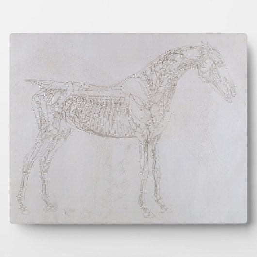 Plaque Photo George Stubbs | Illustration de 'L'anatomie de (Devant)