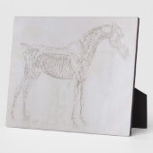 Plaque Photo George Stubbs | Illustration de 'L'anatomie de (Côté)