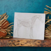 Plaque Photo George Stubbs | Illustration de 'L'anatomie de (Côté)