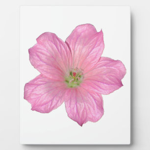 Plaque Photo Géranium rose