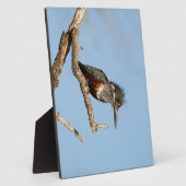 Plaque Photo Giant Kingfisher (Côté)