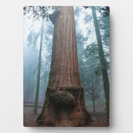 Plaque Photo Giant Sequoia Tree in Grant Grove, CA (Devant)