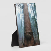 Plaque Photo Giant Sequoia Tree in Grant Grove, CA (Côté)
