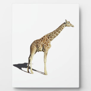 Plaque Photo Giraffe