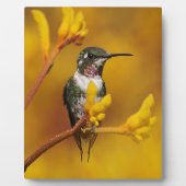 Plaque Photo Golden Glow (Devant)