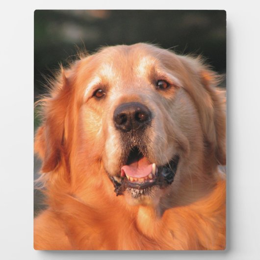 Plaque Photo Golden Retriever (Devant)