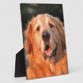 Plaque Photo Golden Retriever (Côté)