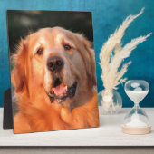 Plaque Photo Golden Retriever (Côté)