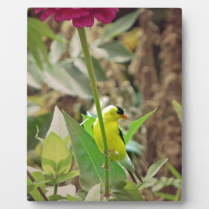 Plaque Photo Goldfinch