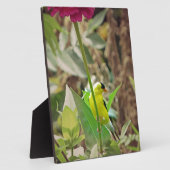 Plaque Photo Goldfinch (Côté)