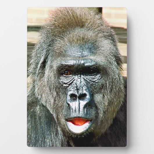 PLAQUE PHOTO GORILLA FRAÎCHE (Devant)