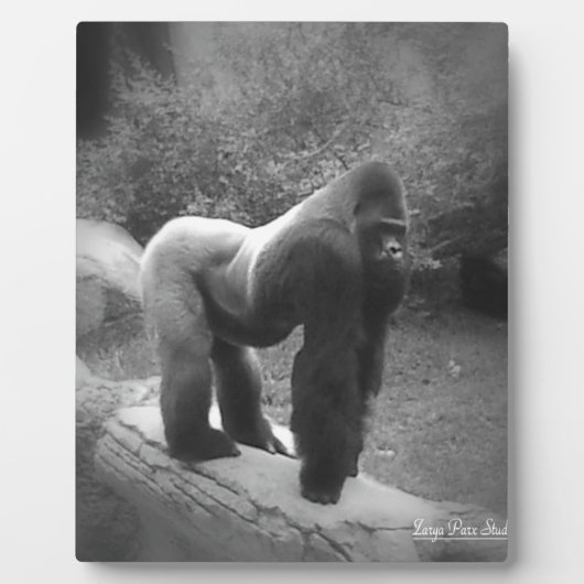 Plaque Photo Gorilla Silveback (Devant)
