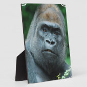 Plaque Photo Gorille perplexe (Côté)