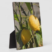 Plaque Photo Graphiques Citron Espagnol (Côté)