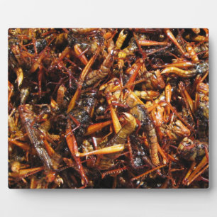 Plaque Photo Grasshopper frit (Takkataen Thot) Alimentation asi