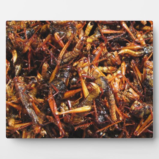 Plaque Photo Grasshopper frit (Takkataen Thot) Alimentation asi (Devant)