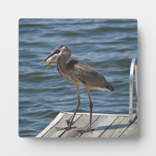 Plaque Photo Great Blue Heron Bird Faune Photographie Nature