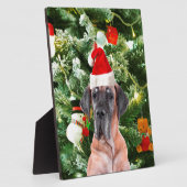 Plaque Photo Great Dane w Christmas Tree Cadeaux Boîtes de Noël (Côté)