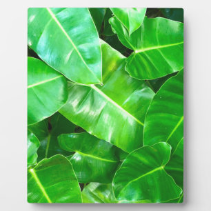 Plaque Photo Green feuille Palm Leaf feuillage tropical jungle