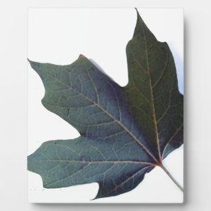 Plaque Photo Green leaf