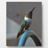 Plaque Photo Green ruby little hummingbird (Devant)