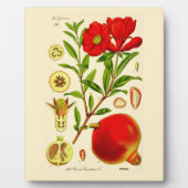 Plaque Photo Grenade (Devant)