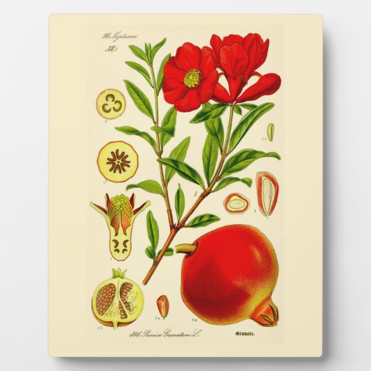 Plaque Photo Grenade (Devant)