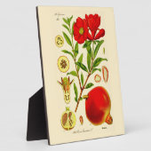 Plaque Photo Grenade (Côté)