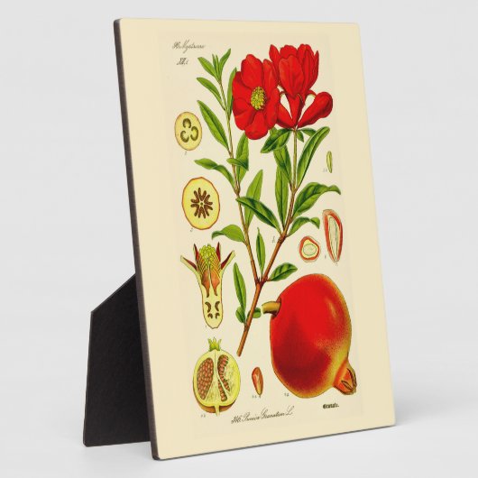 Plaque Photo Grenade (Côté)