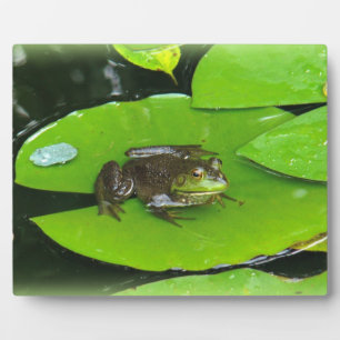 Plaque Photo Grenouille taureau sur Lilypads